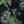 Load image into Gallery viewer, Vietnamase JK -Tiger&Dragon-